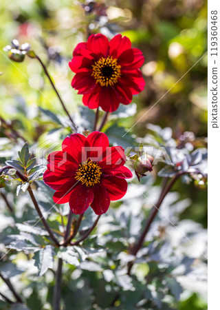 Close up of dahlia flower and bumblebee in garden 119360468