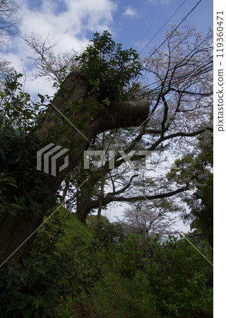 春天的小田原市，櫻花盛開的小田原城 119360471