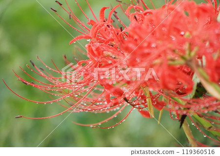 red spider lily 119360516