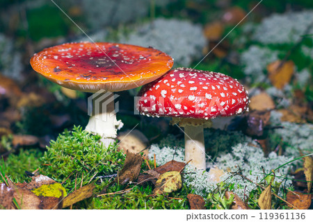 Mature Amanita Muscaria, Known as the Fly Agaric or Fly Amanita Mature Amanita Muscaria, Known as the Fly Agaric or Fly Amanita 119361136