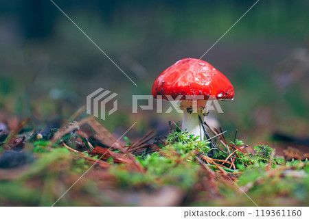 Amanita Muscaria, Known as the Fly Agaric or Fly Amanita Amanita Muscaria, Known as the Fly Agaric or Fly Amanita 119361160