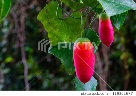 Closeup view of ripe red ivy gourd or scalet gourd (Coccinia grandis) fruit. 119361677