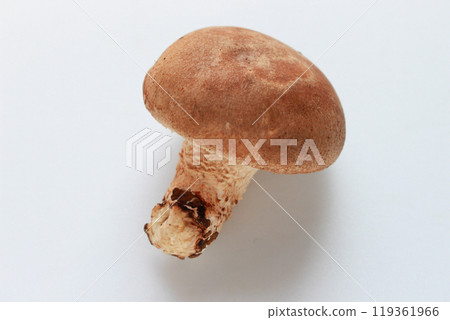 Image of shiitake mushrooms (white background) Image of shiitake mushrooms (white background) 119361966