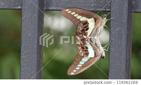 Mating of Aosujihaha 119362268