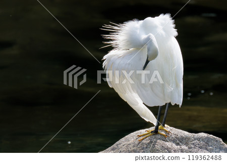 A little egret carefully preening its feathers 119362488