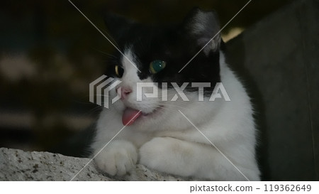 野貓 野貓 119362649