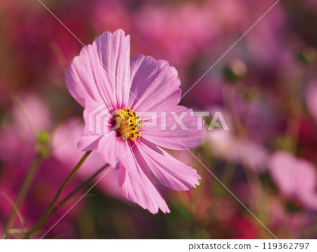 Close up of pink cosmos flowers 119362797