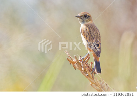 A stonechat on its migration in autumn 119362881