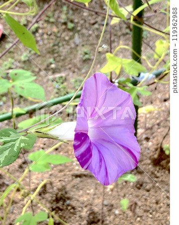 深紫色牽牛花在陽光下綻放 119362988