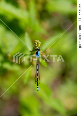 Rurito Tombo 119363066