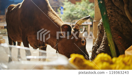 Jaipur, Rajasthan, India. Cow Eat Marigolds At Street. Marigolds Flowers For Hindu Religion Rituals. Traffic In City Street. Night City Life. Every Day Life Of India 119363243