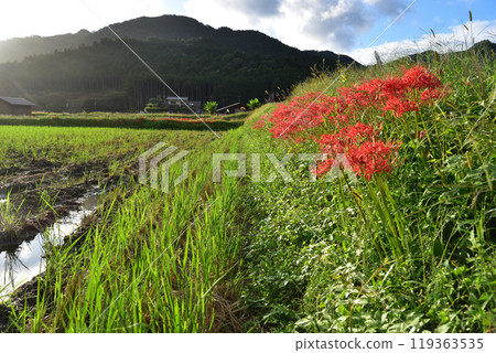 京都大原之裡的紅蜘蛛百合 119363535