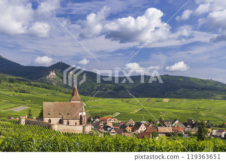 Typical vineyard near Hunawihr near Ribeauville Riquewihr, Haut-Rhin, Region Grand Est, Alsace, France Typical vineyard near Hunawihr near Ribeauville Riquewihr, Haut-Rhin, Region Grand Est, Alsace, France 119363651