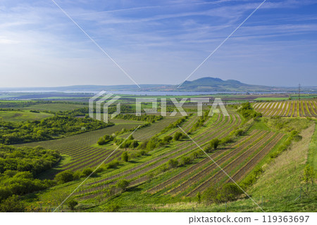 Vineyards under Palava,  Southern Moravia, Czech Republic 119363697