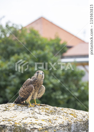 Common kestrel (Falco tinnunculus), falcon family Falconidae, Southern Moravia, Czech Republic Common kestrel (Falco tinnunculus), falcon family Falconidae, Southern Moravia, Czech Republic 119363815