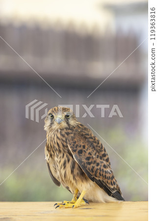 Common kestrel (Falco tinnunculus), falcon family Falconidae, Southern Moravia, Czech Republic 119363816