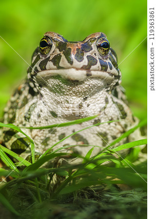 A toad in the middle of bright green leaves. A toad in the middle of bright green leaves. 119363861