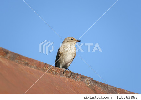 A muscicapa striata with food in its beak A muscicapa striata with food in its beak 119363865