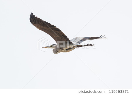 Grey heron Ardea cinerea in its natural habitat 119363871