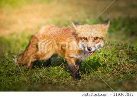 A close up of a Red Fox in the grass 119363882