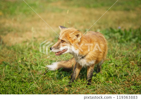 A close up of a Red Fox in the grass 119363883