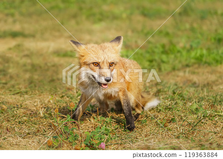 A close up of a Red Fox in the grass 119363884