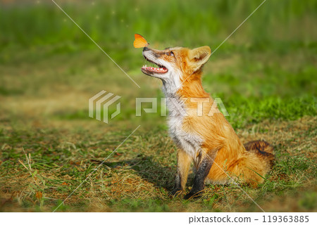 A close up of a Red Fox in the grass 119363885