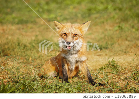 A close up of a Red Fox in the grass 119363889