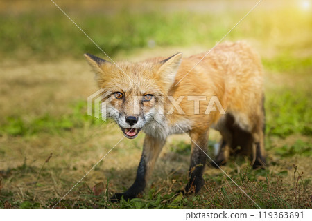 A close up of a Red Fox in the grass A close up of a Red Fox in the grass 119363891