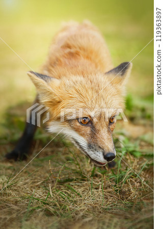 A close up of a Red Fox in the grass 119363897