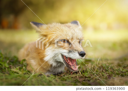 A close up of a Red Fox in the grass A close up of a Red Fox in the grass 119363900