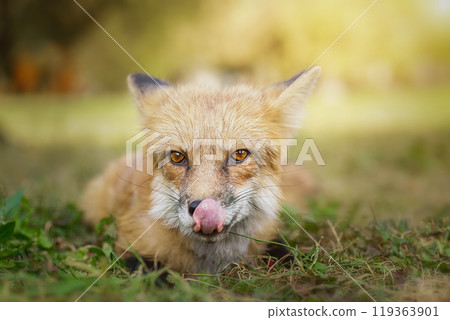 A close up of a Red Fox in the grass 119363901