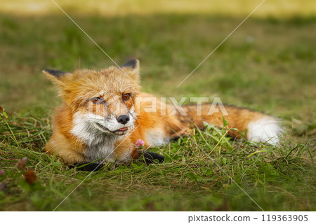A close up of a Red Fox in the grass 119363905
