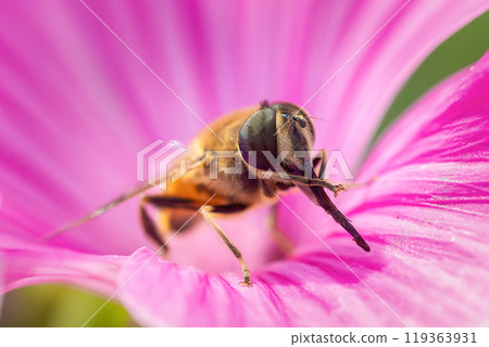 Eristalis tenax is a hoverfly, also known as the drone fly.. Eristalis tenax is a hoverfly, also known as the drone fly.. 119363931