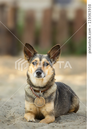 Mongrel dog of red color lies on its stomach on the grass, stretching its front paws forward. Spring.. Mongrel dog of red color lies on its stomach on the grass, stretching its front paws forward. Spring.. 119363938