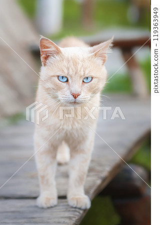 red kitten in green grass red kitten in green grass 119363949