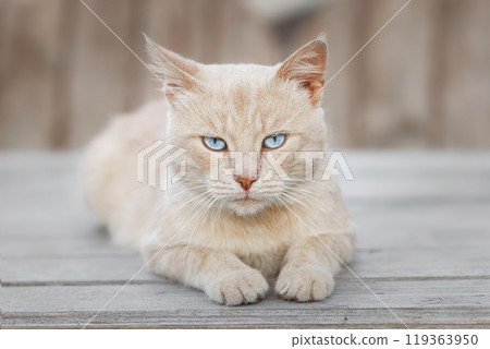 red kitten in green grass. red kitten in green grass. 119363950