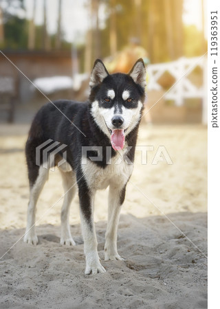 Siberian husky dog, walking through a park on a sunny day 119363951
