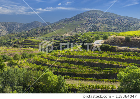 Typical vineyard near Pinhao, Alto Douro, Portugal 119364047