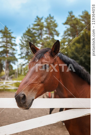 A horse in nature. Portrait of a horse, brown horse 119364058