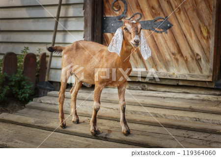 Portrait of a nubian goat looking out of its pen. Portrait of a nubian goat looking out of its pen. 119364060