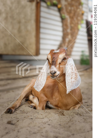Portrait of a nubian goat looking out of its pen. Portrait of a nubian goat looking out of its pen. 119364061