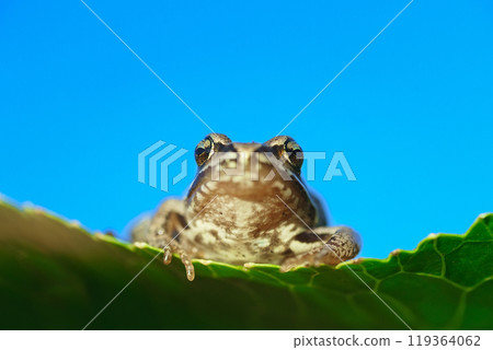 A toad in the middle of bright green leaves. 119364062