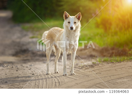 Mongrel dog of red color lies on its stomach on the grass, stretching its front paws forward. Spring. Mongrel dog of red color lies on its stomach on the grass, stretching its front paws forward. Spring. 119364063