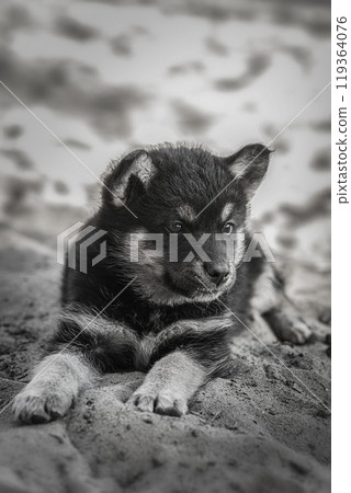 Cute and alert gray puppy sitting in lush green grass.. Cute and alert gray puppy sitting in lush green grass.. 119364076