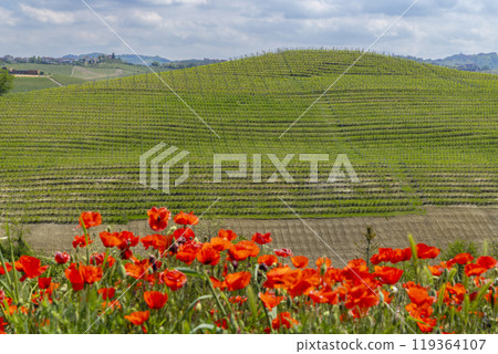 Typical vineyard near Castiglione Falletto, Barolo wine region, province of Cuneo, region of Piedmont, Italy Typical vineyard near Castiglione Falletto, Barolo wine region, province of Cuneo, region of Piedmont, Italy 119364107