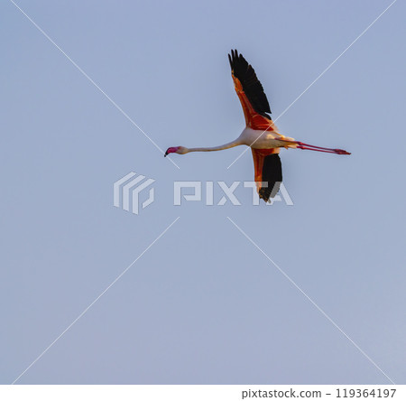 Flamingo in Parc Naturel regional de Camargue, Provence, France Flamingo in Parc Naturel regional de Camargue, Provence, France 119364197
