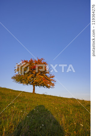 Carpathian mountains landscape, Eastern Slovakia 119364276