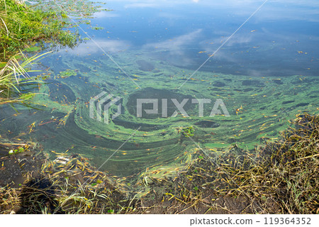 Aoko Water surface where blue-green algae have appeared 119364352