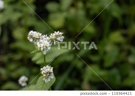 Buckwheat field 119364421